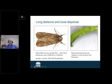 Mark Stevens    FAW Biology, host plants and damage