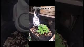 Budget grow update #indoor
