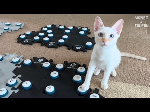 【喋る子猫】ボタンでこんなに上手にお話しできるようになりました