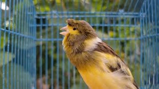 The Most Beautiful Canary Song for Training - Powerful Canary Singing Song