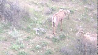 Bighorn Ram with a mule deer deadhead