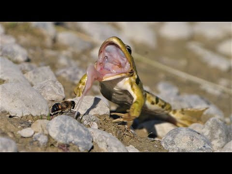 Frosch jagt Fliege und Mistbiene / Frog hunting fly and common drone fly