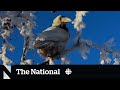 Themoment a white raven became a local celebrity in alaska