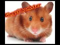 Hamsters