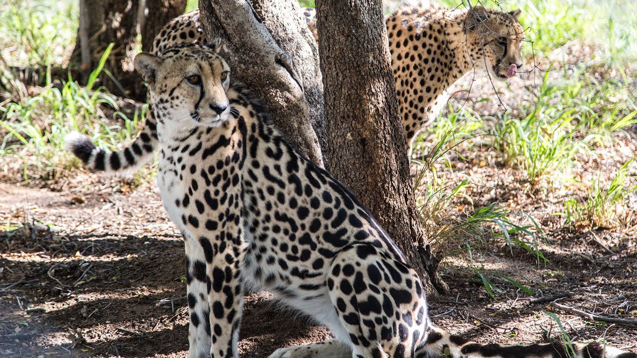 LIVING WITH CHEETAHS IN SOUTHERN AFRICA