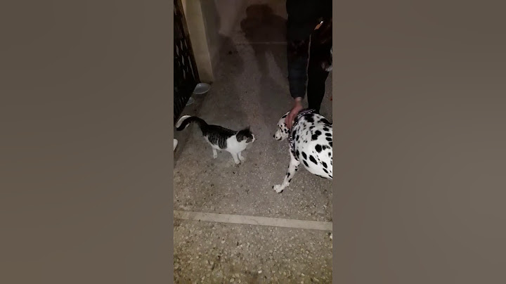 Gatto vs cane