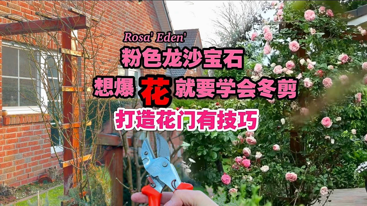 如何打造Rosa Eden粉龙花门/立春后可以给月季冬剪吗/冬剪遇到的各种枝芽取舍问题/直立型的木桩藤本月季牵引技巧/冬剪的重点/05.02.2025