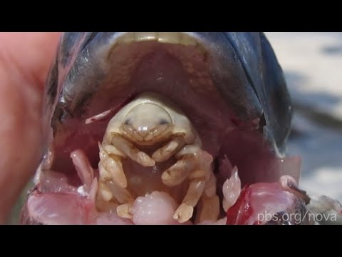 Video: Is Cymothoa Exigua gevaarlik vir mense?