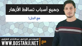 علاج تساقط الأزهار وقلة العقد