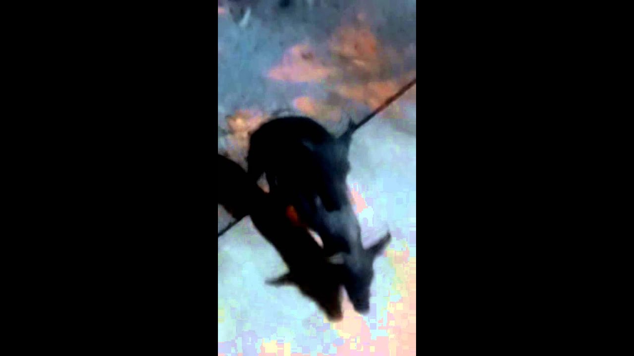 Sexo de animais YouTube Sexo de animais YouTube