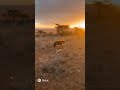 갈색하이에나 (Brown Hyena) vs 오리비 (Oribi Antelope) #Brown Hyena #Oribi Antelope #animal