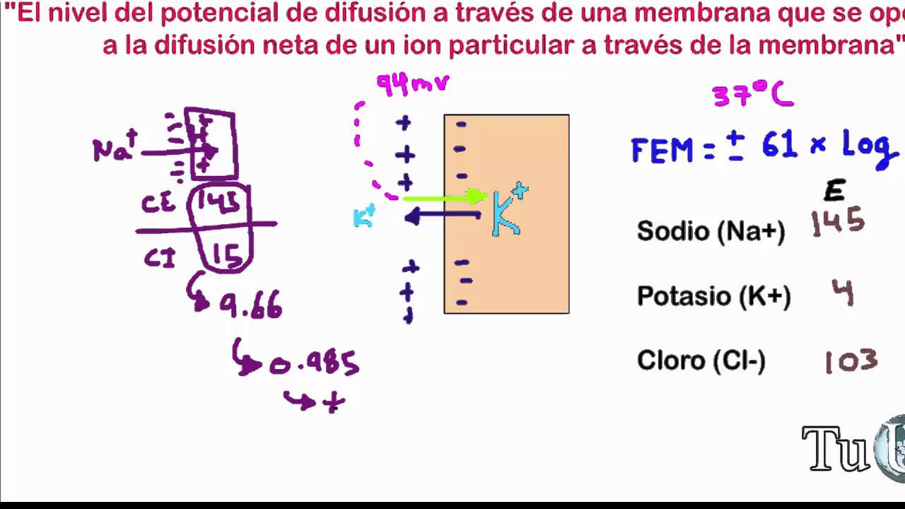 POTENCIAL DE NERNST FISIOLOGIA PDF POTENCIAL DE NERNST FISIOLOGIA PDF