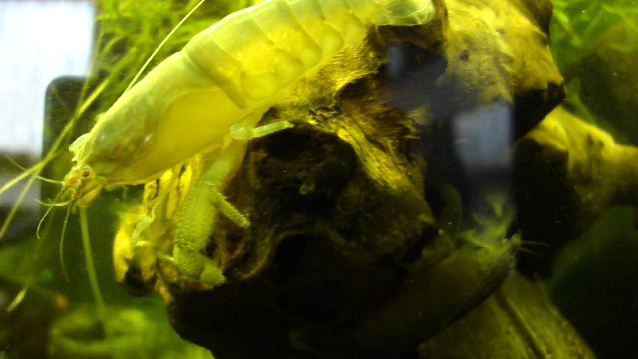 crevette bleu du gabon