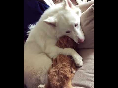 Eskimo Kisses Twitch