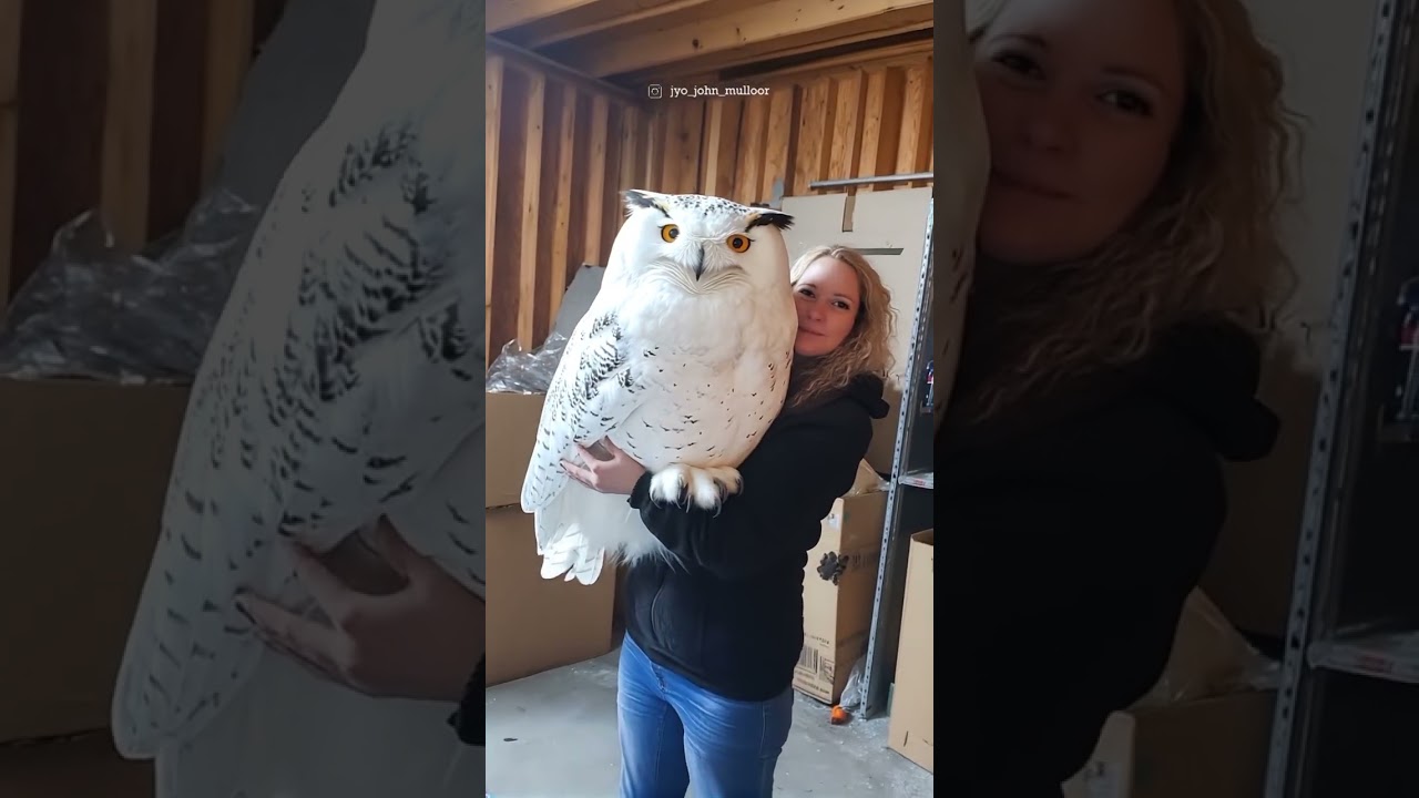 Enchanting AI-Generated Video: A Lady and Her Majestic Giant Owl – A Surreal Fantasy Come to Life