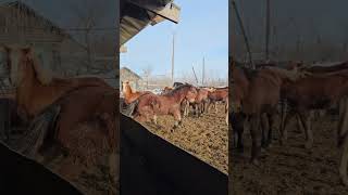 Бархат всех гоняет и кусает. #horses #лошади #сельская_жизнь