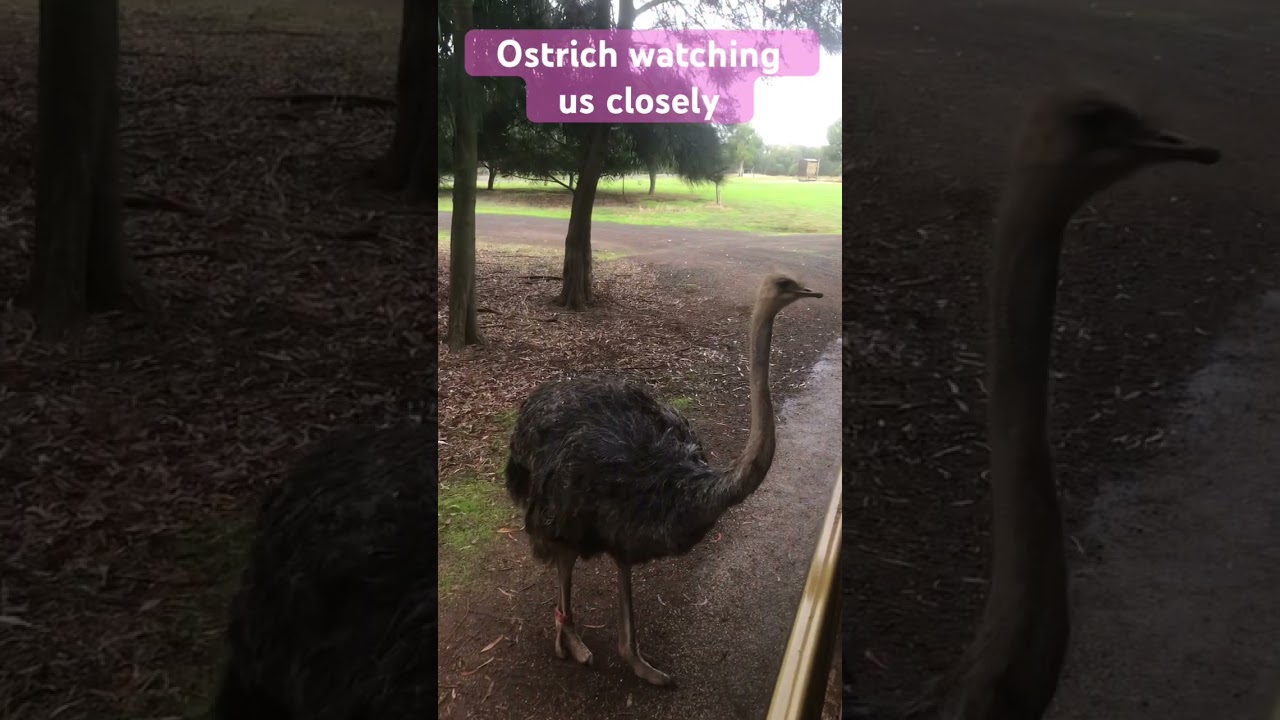 Ostrich watching us closely