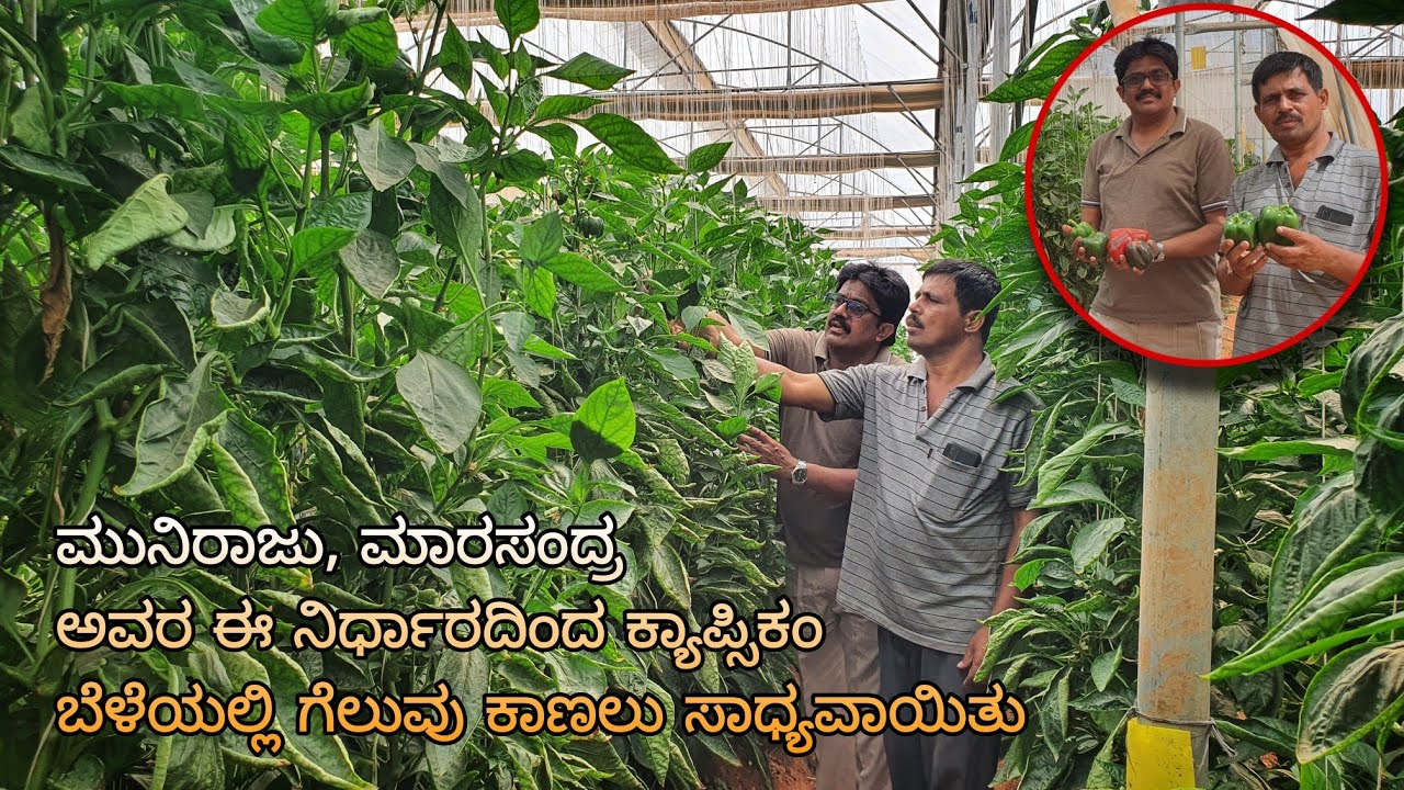 Low budget capsicum farming in Polyhouse | ಪಾಲಿಹೌಸ್ ನಲ್ಲಿ ಕ್ಯಾಪ್ಸಿಕಂ ಬೇಸಾಯ |