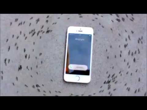 Ringtone de iPhone Cumbia