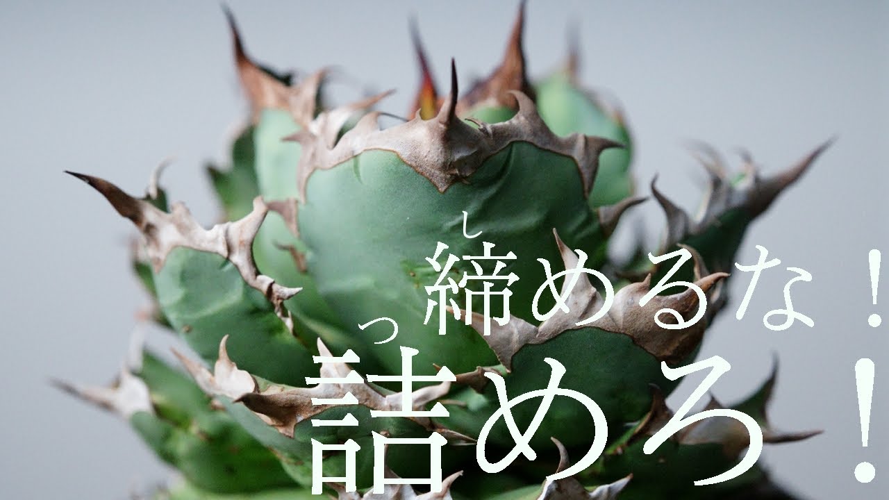 【アガベの水やり】シメるは間違い⁈ツメて育てたいチタノタ｜水と葉幅の関係｜やっぱり鹿沼土【アガベ｜チタノタ｜オテロイ】