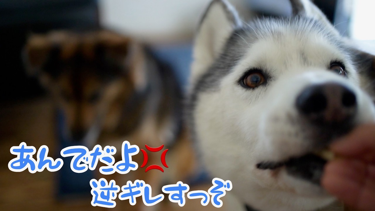 反省会をしたら反省の色ゼロで屁理屈をぶちかますハスキー