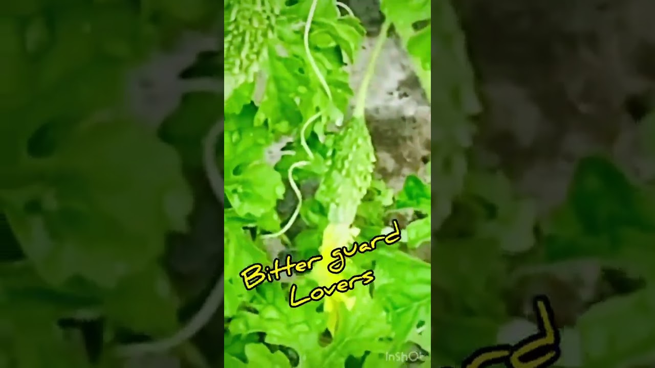 Tiny blooms, big potential #gardening #terracegardenindia #garden #agriculture #organicgardening