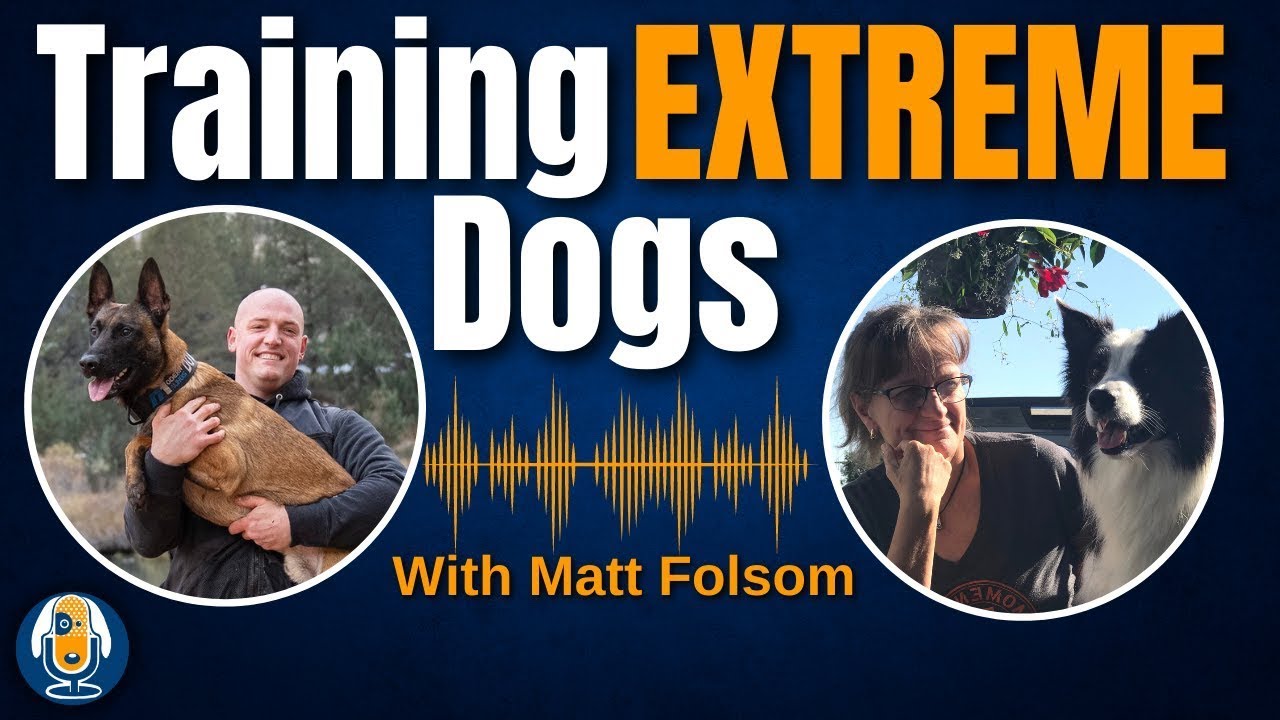 Confident Working Protection Dogs Training Chat With Matt Folsom of