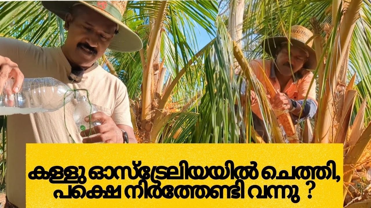 ഓസ്‌ട്രേലിയയിൽ സ്വന്തമായി കള്ളു ചെത്തി നോക്കി 😀