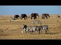 Masai mara  safari adventure in a wildlife paradise  predators big herds and wildebeest migration