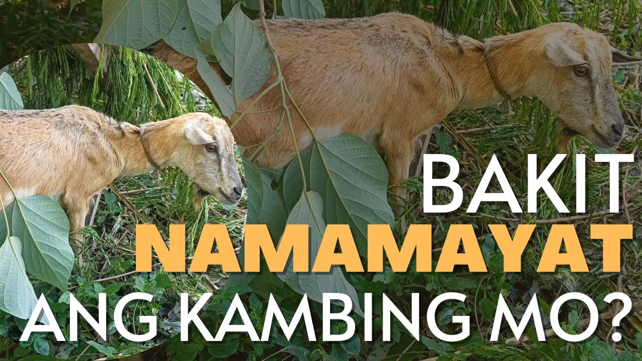 BAKIT NAMAMAYAT ANG KAMBING MO?