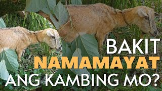 BAKIT NAMAMAYAT ANG KAMBING MO