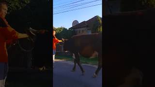2016 08 15 pasenado la Vaca Rumania