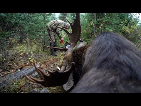 FIRST BULL MOOSE HUNT // MOOSE PART 2 // GRITTY FILM