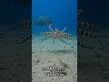 ミミックオクトパス、変装うますぎるタコ