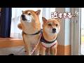 病院帰りの妹が心配で、距離感がおかしくなった柴犬。