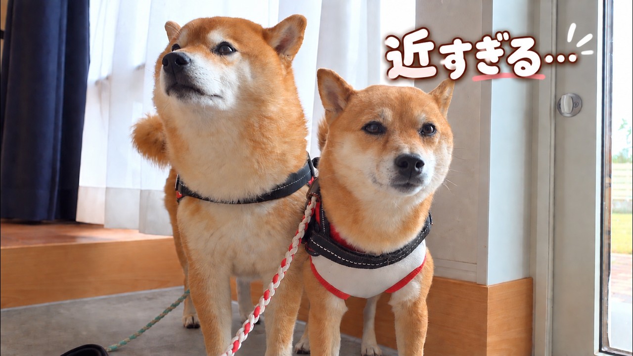 病院帰りの妹が心配で、距離感がおかしくなった柴犬。