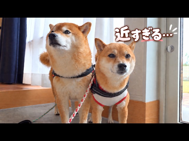 病院帰りの妹が心配で、距離感がおかしくなった柴犬。