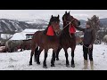Caii lui Tiplea si Calin cu Razvan de la Satu Mare - 2022 Nou!!!