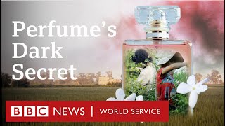 Child labour behind global brands' best-selling perfumes - BBC World Service Documentaries screenshot 2