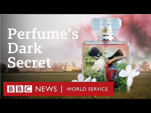 Child labour behind global brands' best-selling perfumes - BBC World Service Documentaries class=