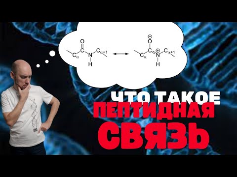 Что такое пептидная связь? Душкин объяснит