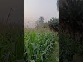 #MithuDesiVlogs 🎥  #देसीव्लॉग्स 🧑‍🌾  #गांवकीजिंदगी 🏡  #VillageVlogs 🌾  #RuralIndia 🇮🇳  #Des
