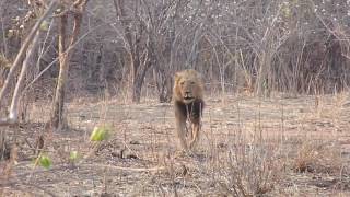 Lion Charge Tourists on Walking Safari
