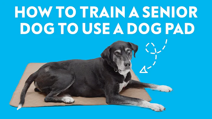 How To Train a Senior Dog to Use a Pee Pad