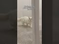 🐱:You're finally home#cat#cats#catshorts#catvideos#shorts#catlover#catlife#funnycat# petlove#usa