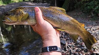 Chasing Brown Trout DONKEYS In the high country