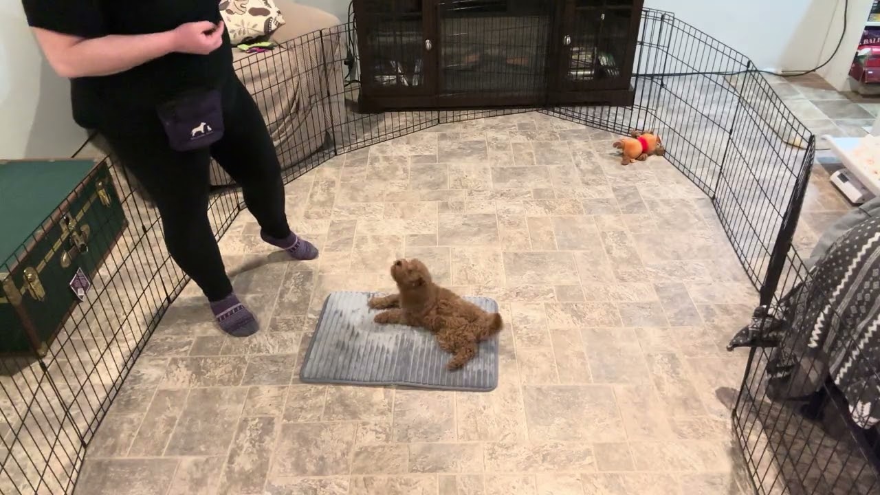 Premier Puppy Clyde Week 2