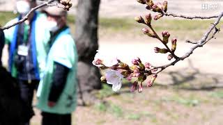 大阪で桜が開花