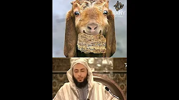اكلها داجن يا شيخ 