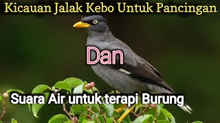 Suara Jalak Kebo Untuk Pancingan||Dan Suara Air Terapi Untuk Burung#Jalakkebo#masteran#suaraburung